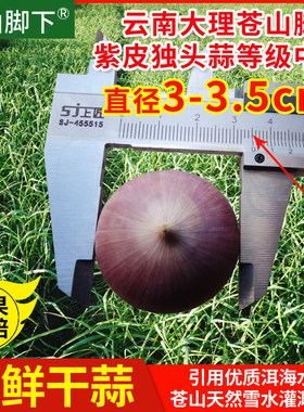 云南大理新鲜紫皮苍山脚下独头蒜