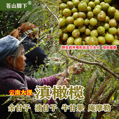 苍山脚下新鲜滇橄榄余甘子油甘子