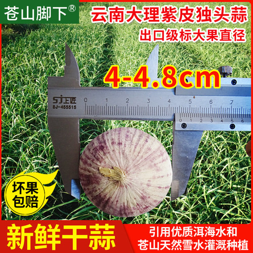 云南大理苍山脚下紫皮独头蒜