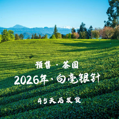 2026年福鼎白茶茶园白毫银针高山核心产区白茶茶叶春茶