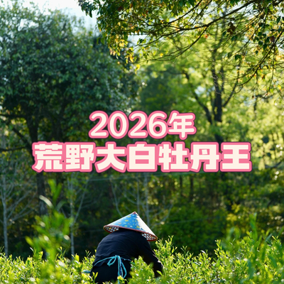 2026年荒野牡丹王华茶一号福鼎白茶核心产区白茶春茶茶叶