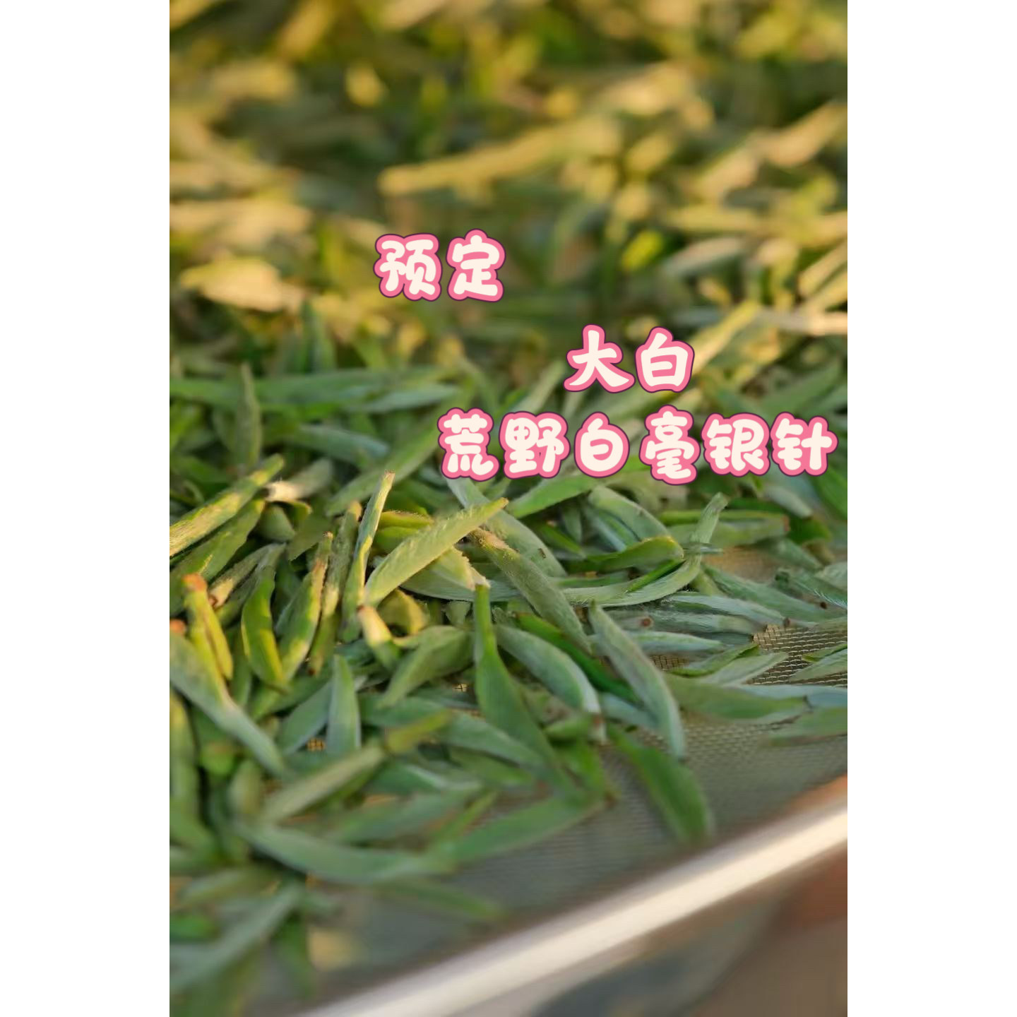2026年华茶一号白毫银针福鼎白茶春茶核心产区古树白茶茶叶清甜润