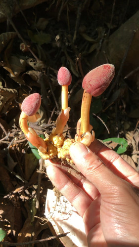 云南回春草新鲜不老草茴春草男性泡酒泡茶水500g包邮