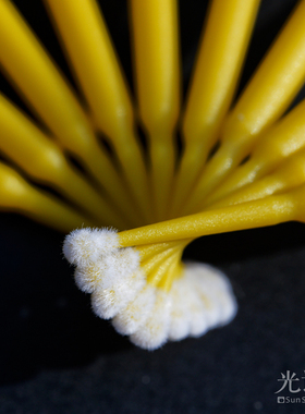 光语石 多肉授粉笔 生石花授粉神器 肉锥景天植物通用授粉棒工具