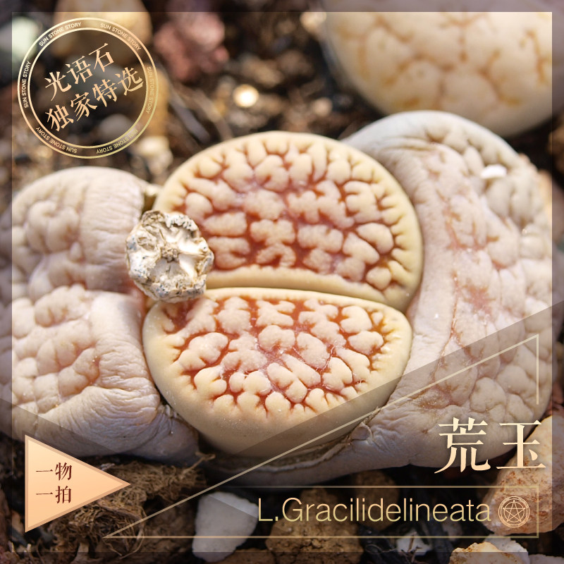 精品荒玉母本一物一拍 脑纹闪电纹树杈纹拿铁化粉化 岛田DT生石花