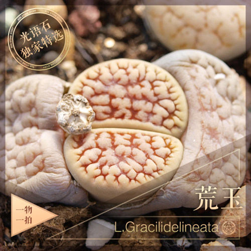 精品荒玉生石花多年母本一物一拍