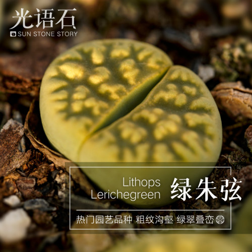 光语石绿朱弦生石花一物一拍