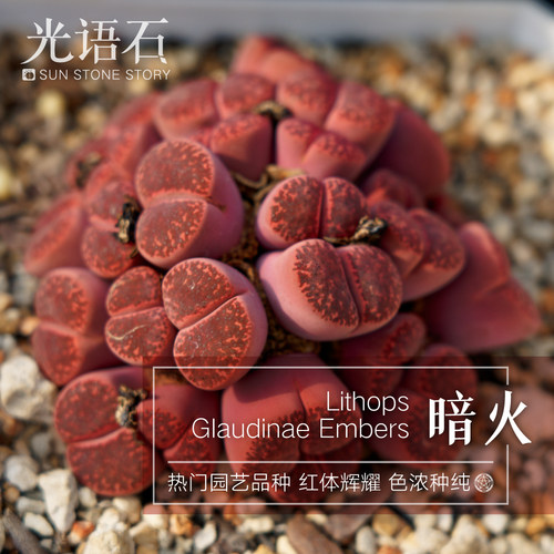光语石暗火生石花紫柘榴玉