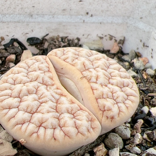 c189 强脑花 变异 2.8cm
