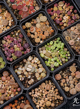 光语石 稀有品种生石花整盆 柘榴紫勋寿丽福来微纹饼干拿铁曲玉PP