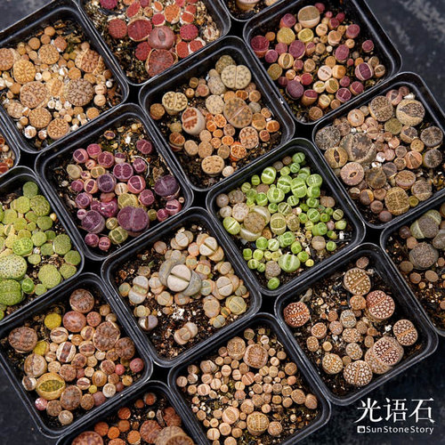 光语石品种控生石花带盆土发货