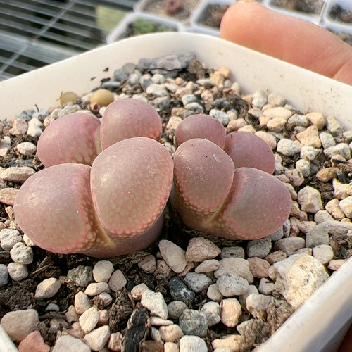 大型红网格风铃 整体3.3cm