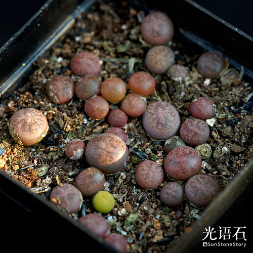光语石生石花整盆黑方多肉风铃