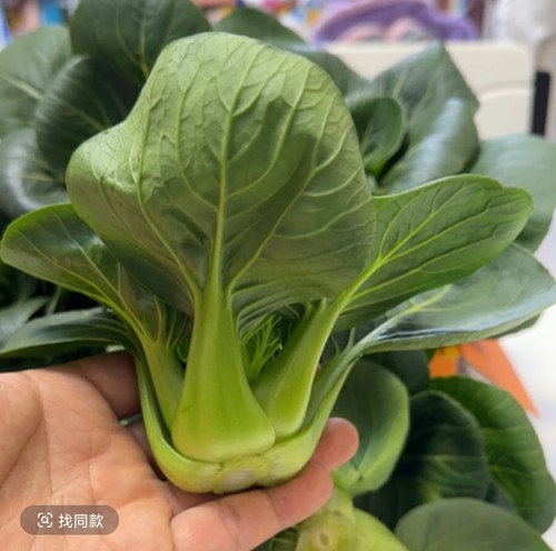 矮脚青菜霜冻新鲜绿色蔬菜苏州青现摘农家露天青菜软糯甜