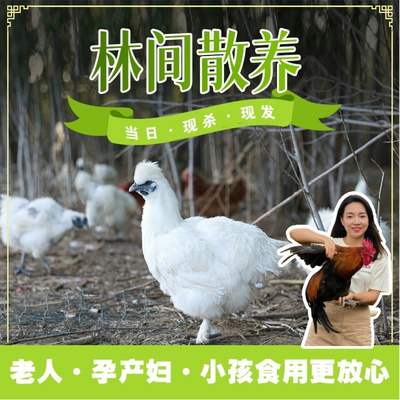 【林间散养乌鸡】土鸡黑乌鸡滋补土鸡月子孕妇病愈专属