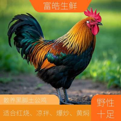 【散养土鸡公】农家散养黑脚土公鸡肉质净重3.8斤左右跑山鸡
