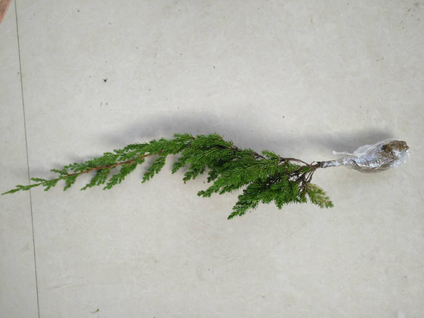 绿化苗沙地柏苗 爬地柏树苗 爬地柏盆景 盆栽 铺地柏苗 造型用苗