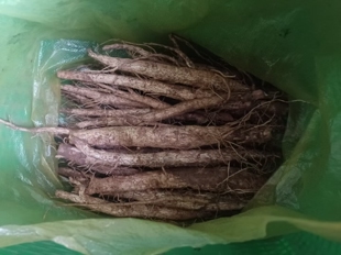 云南深山大蓟根马刺根恶鸡婆刺萝卜新鲜现挖中药材炖鸡煲汤可食用