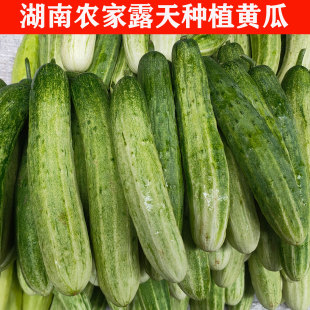 湖南农家露天种植黄瓜新鲜蔬菜现摘现发农家自种农家肥
