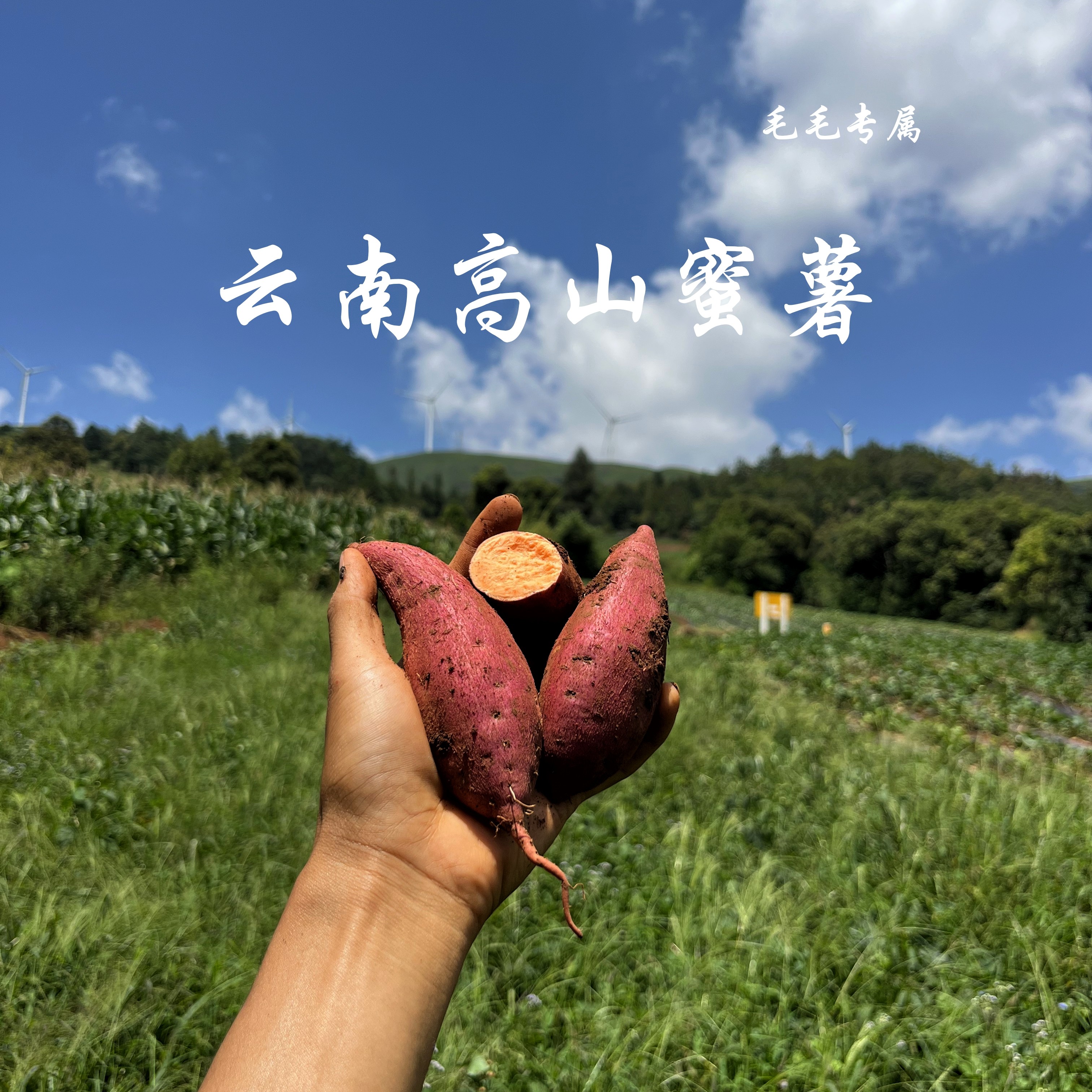 云南高山农家自种蜜薯新鲜现挖红番薯