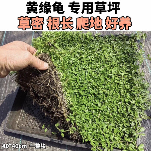 黄缘龟种植箱生态造景专用