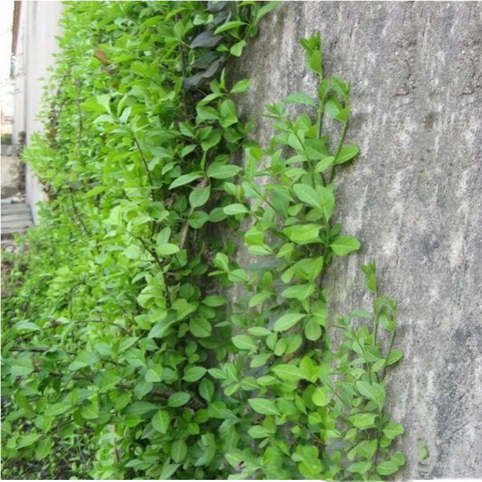 爬藤花卉小叶扶芳藤攀缘植物络石藤四季常青耐寒不掉叶青叶蔓绿植