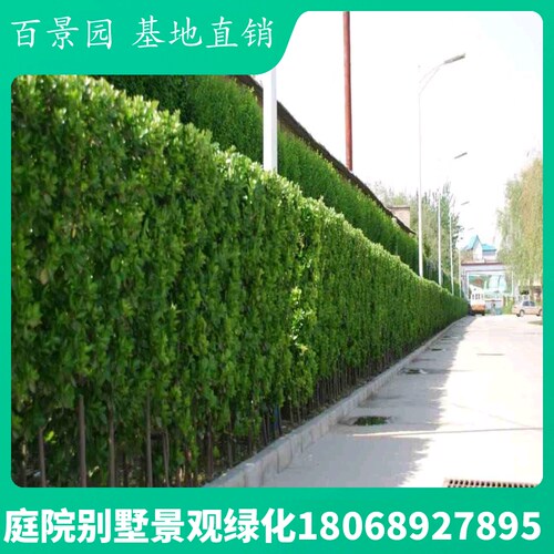 庭院绿植围栏篱笆大苗冬青