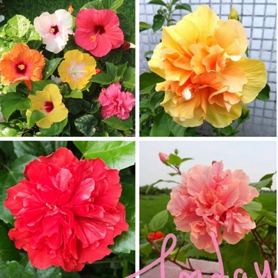 粉色丹麦扶桑重瓣耐热花苗木槿