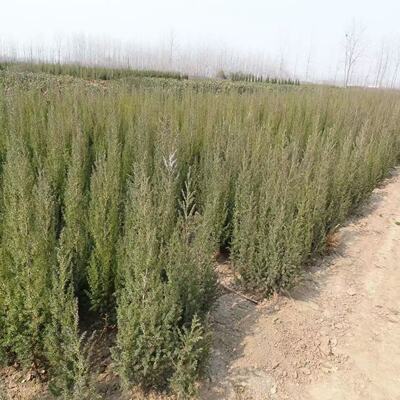 北京桧 塔松小刺松 刺柏,宝塔松 塔柏 四季常青耐寒植物,园林绿化