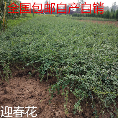 迎春花苗 迎春花植物 迎春苗 