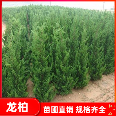 龙柏苗小龙柏球龙柏树苗蜀桧塔柏铺地柏宝塔松树苗四季长青绿化苗