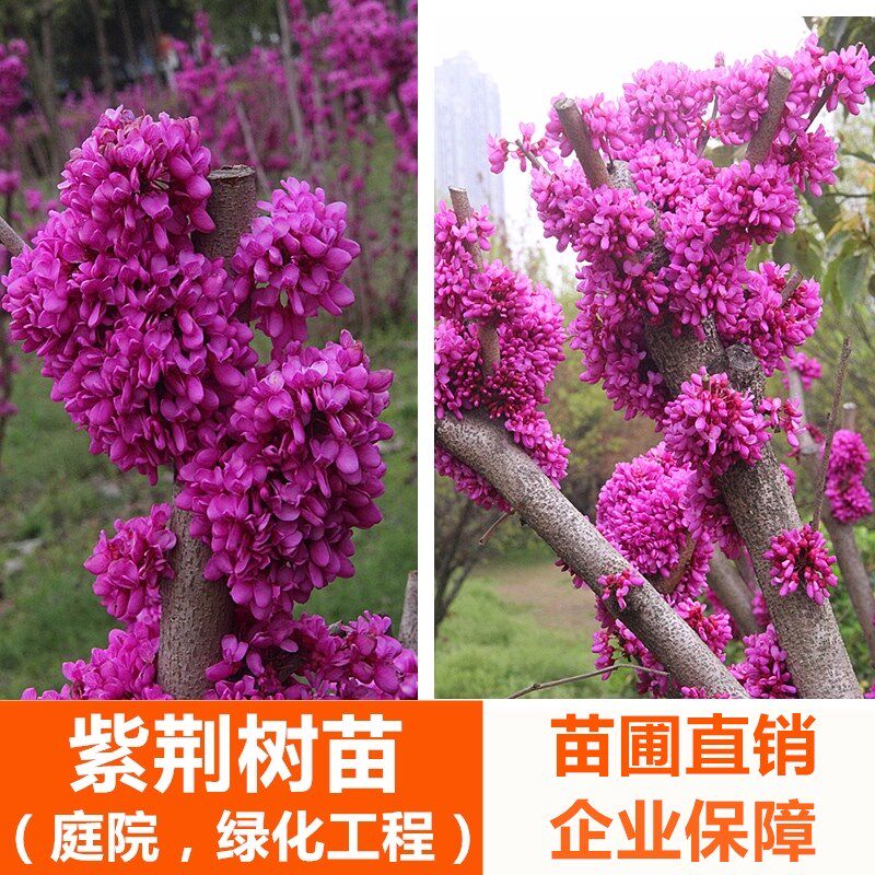 紫荆花树苗紫荆花苗满条红庭院开花植物花卉绿化工程苗木紫荆树苗