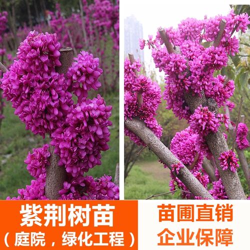 紫荆花树苗紫荆花苗满条红庭院开花植物花卉绿化工程苗木紫荆树苗