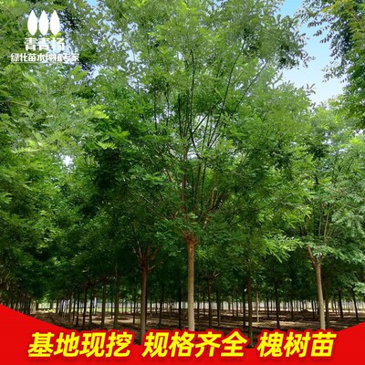 国槐树苗庭院大型洋槐龙爪槐黄金园林绿化风景工程苗木槐花刺槐树