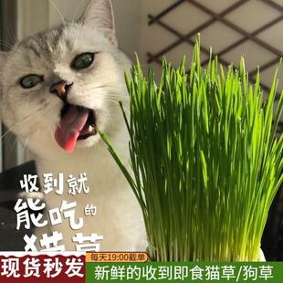 Pottery flower pots natural barley seeds cat grass cat跨境口