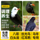 西蜀堂手工丝光乌冬鸟食白头翁杂食鸟营养壮膘鸟饲料八哥鸟食饲料