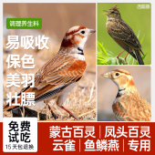 西蜀堂手工百灵云雀营养壮膘鸟食保色靓羽毛收身百灵云雀鸟饲料