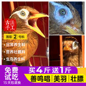 西蜀堂手工画眉鸟食饲料营养壮膘唱鸟饲料秘制画眉鸟食饲料壮膘料