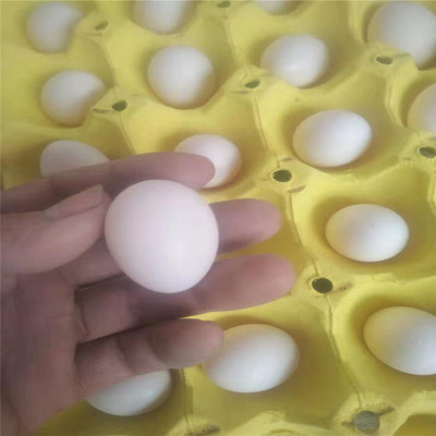 【顺丰包邮】鸽子蛋出产鸽子蛋小鸽子蛋30枚包邮