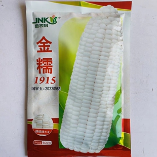 金糯1915玉米种子国审白甜糯玉米糯包米种子抗病白糯甜玉米种籽孑