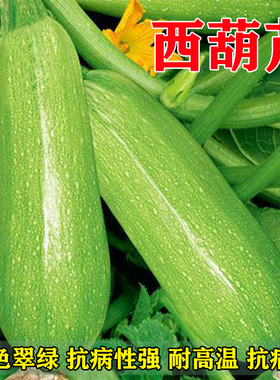 早青西葫芦种子雄瓜小瓜菜瓜荨瓜黄色三月瓜种籽四季瓜果蔬菜种孑