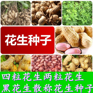 花生种子四粒花生红皮花生早熟小花生品种两粒花生黑花生春夏播种