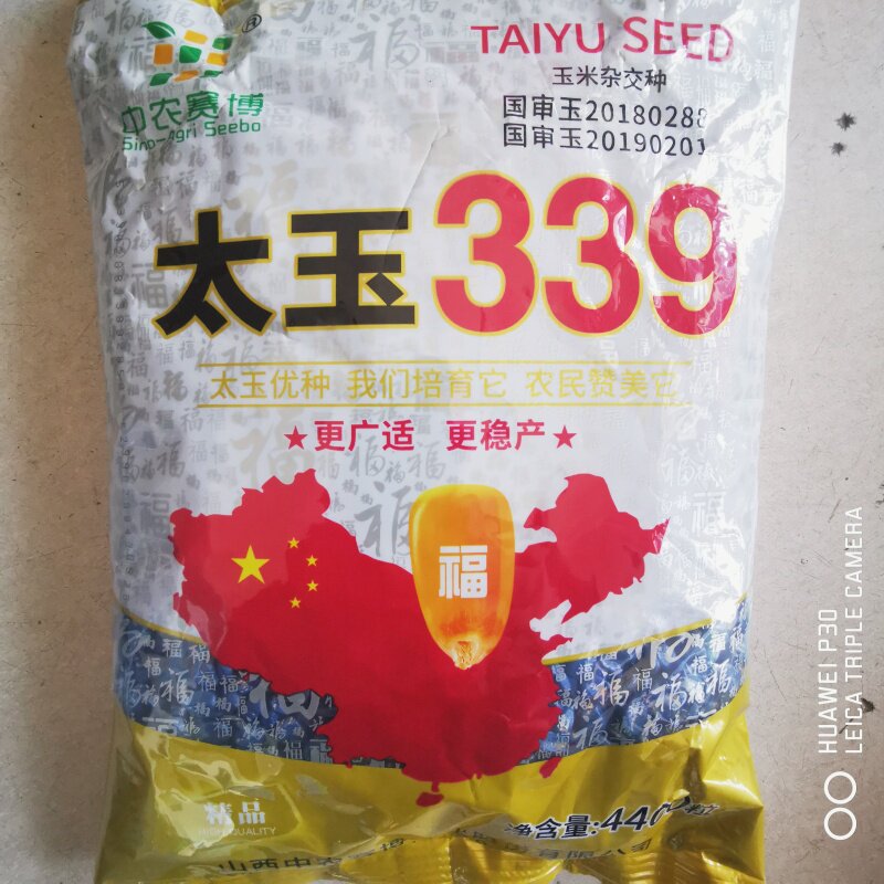国审太玉339大田玉米种子高产矮杆优质大棒抗病高产抗旱春夏季播