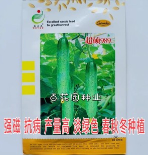 奥仕亚超硕989黄瓜种子冬春露地大棚易种值黄瓜优质蔬菜瓜果种子