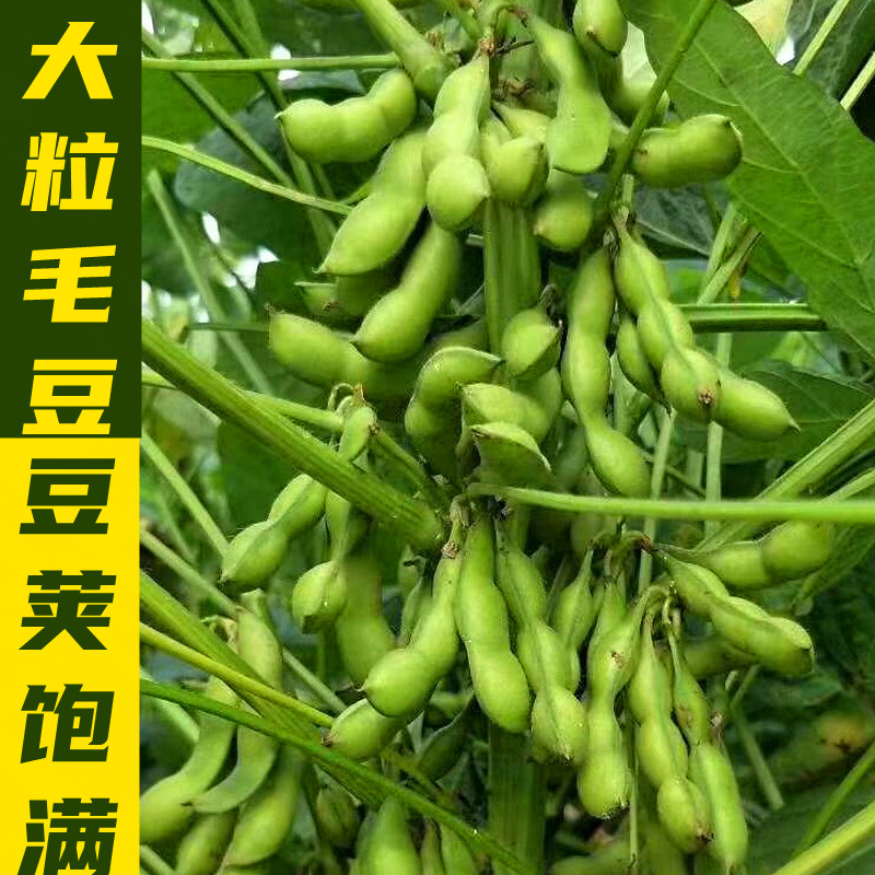 鲜食毛豆种子早熟大粒绿宝石大荚青毛豆籽特王早春毛豆籽绿领菜豆