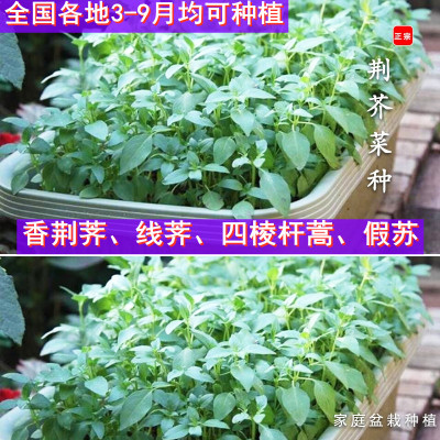 绿色希望种业不开荆芥子香荠