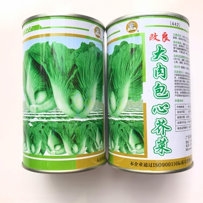 大肉包心芥菜种籽孑中早熟包心芥菜抗病耐热耐湿春秋季播蔬菜种子