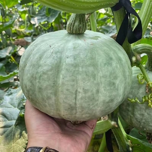 银栗南瓜种子肉质干甜面甜味浓坐果力强南方北方春季播银栗南瓜种