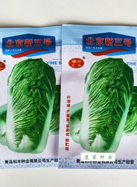 义和北京新三号大白菜种子杂交油绿型白菜籽冬储白菜蔬菜种籽高产