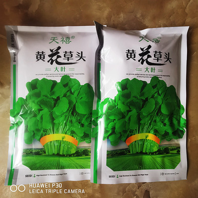 ZF夏季上海金上海金花草头